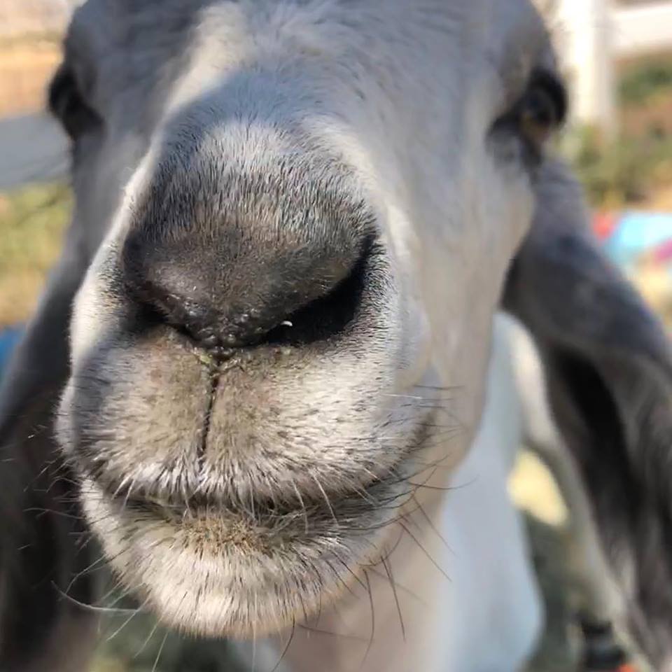 goat at lemon ranch