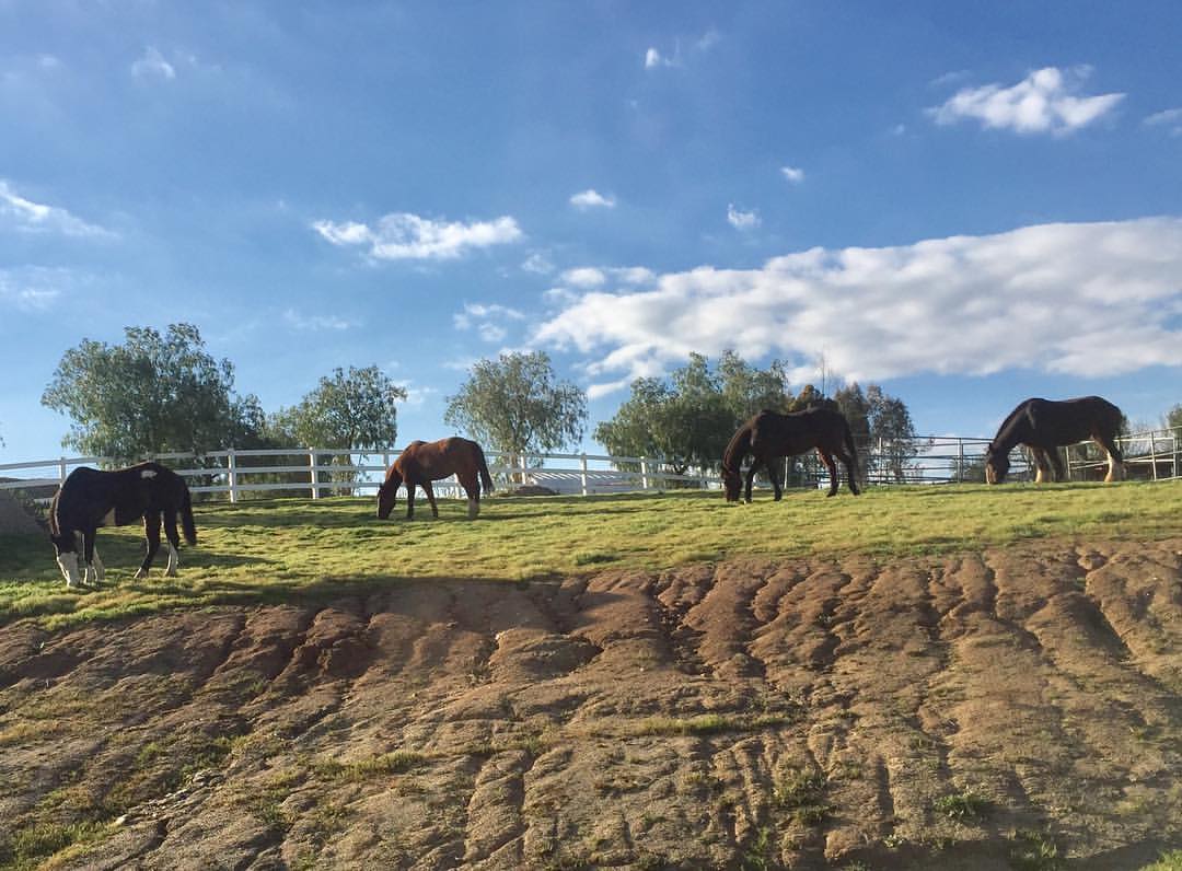 horses grazing