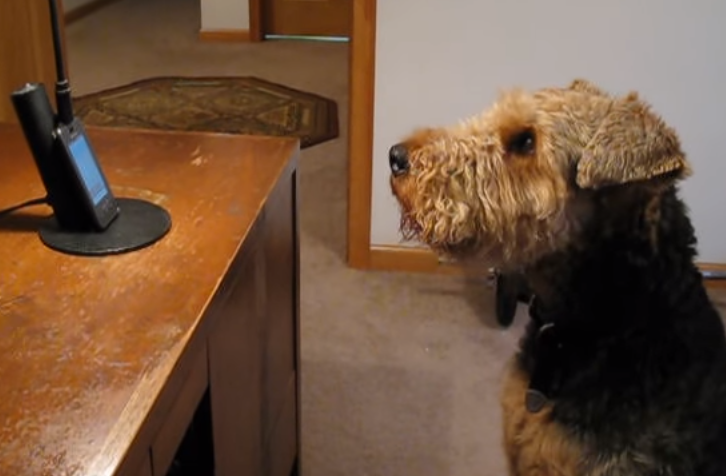 stanley airedale terrier