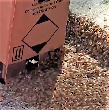 bees going in box