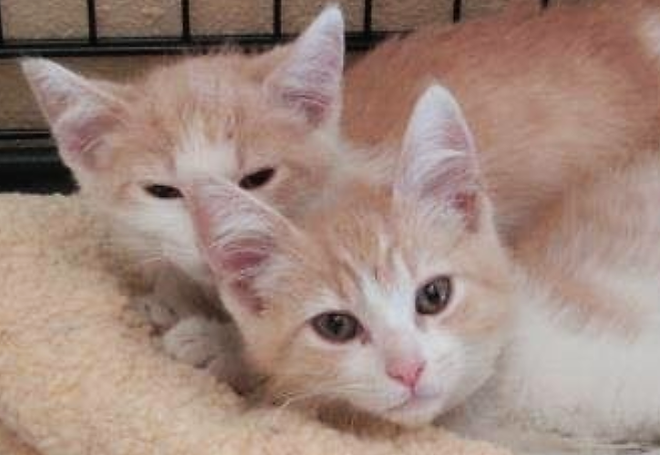 butter and ozzie kittens