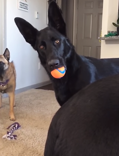gsd focused with ball