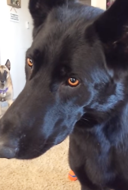 gsd staring at tv