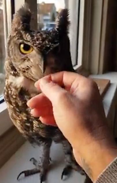 horned owl duet