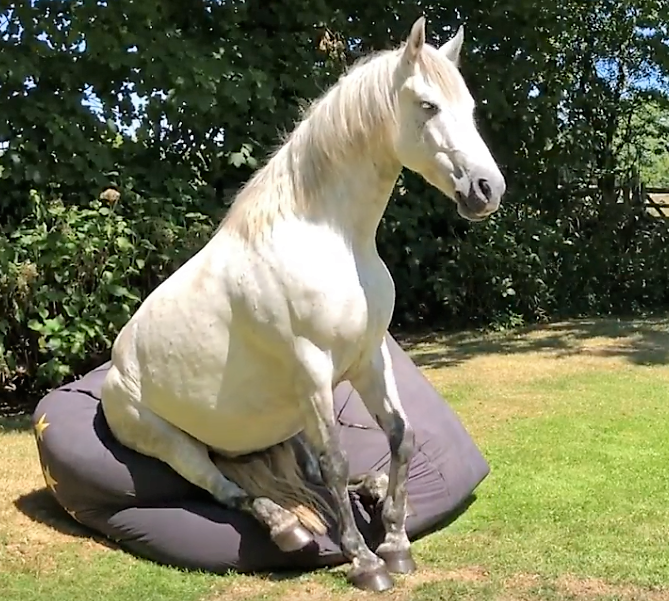 horse and beanbag