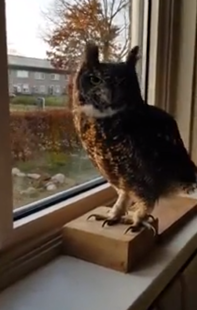 owl looking at owner