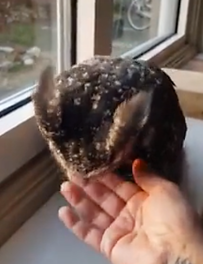 owl love bite