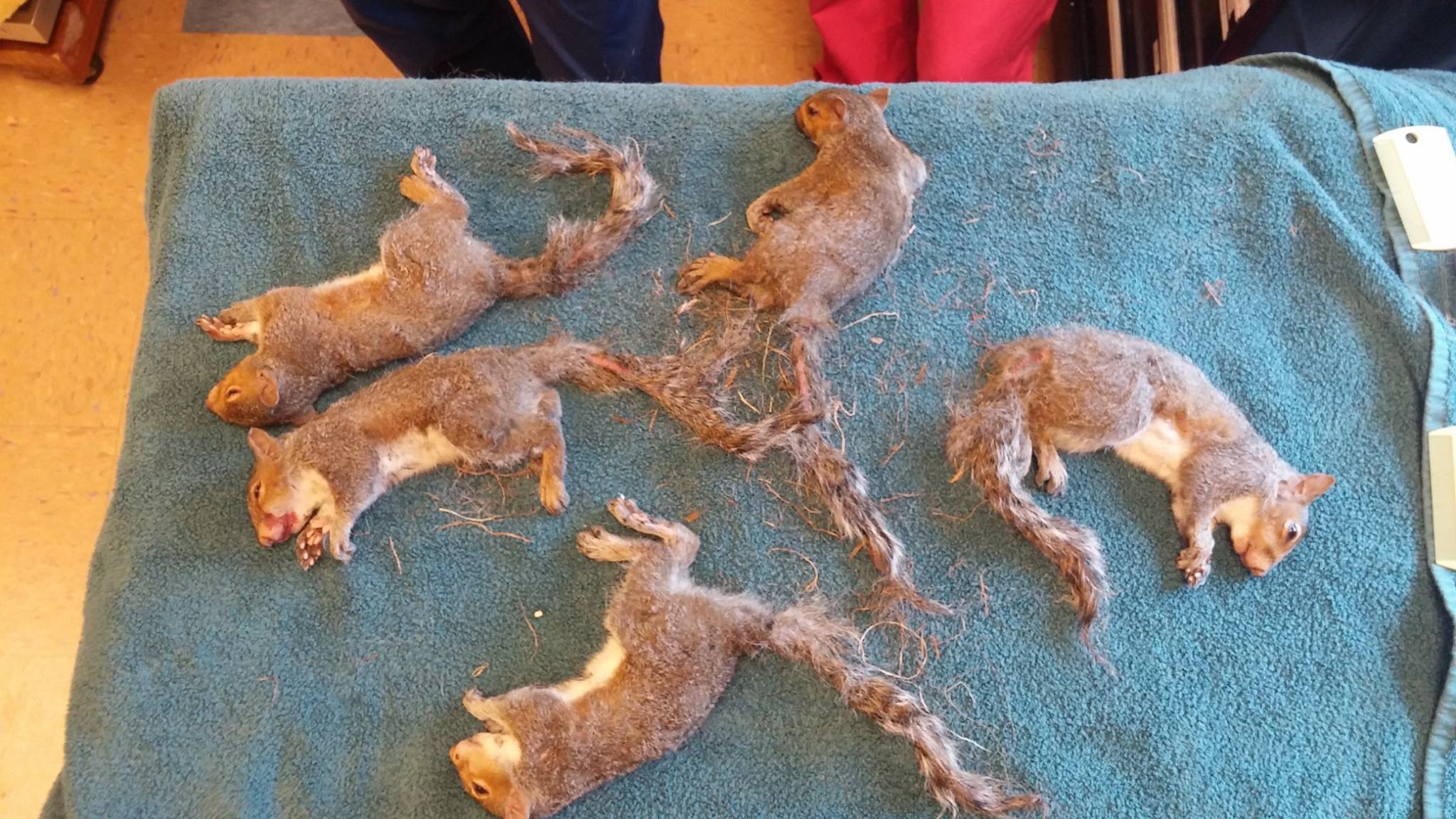 squirrels disentangled