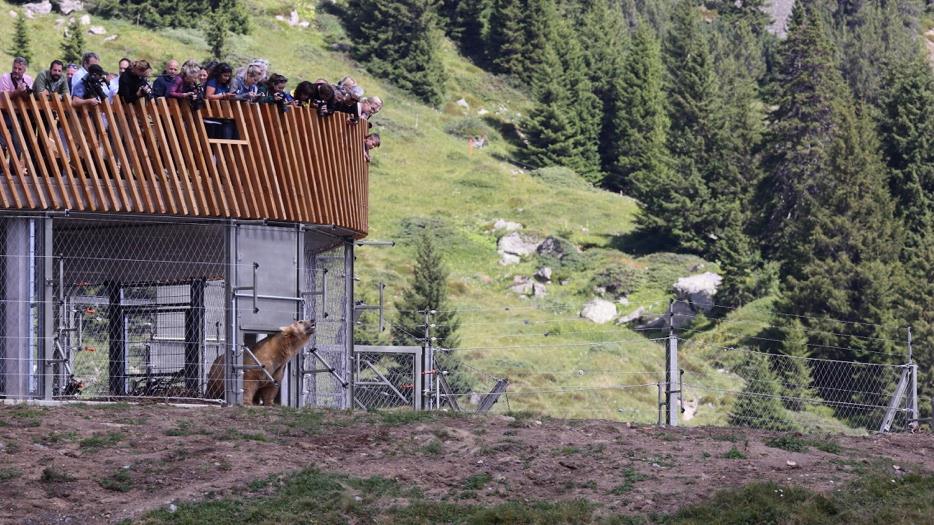 arosa bear sanctuary