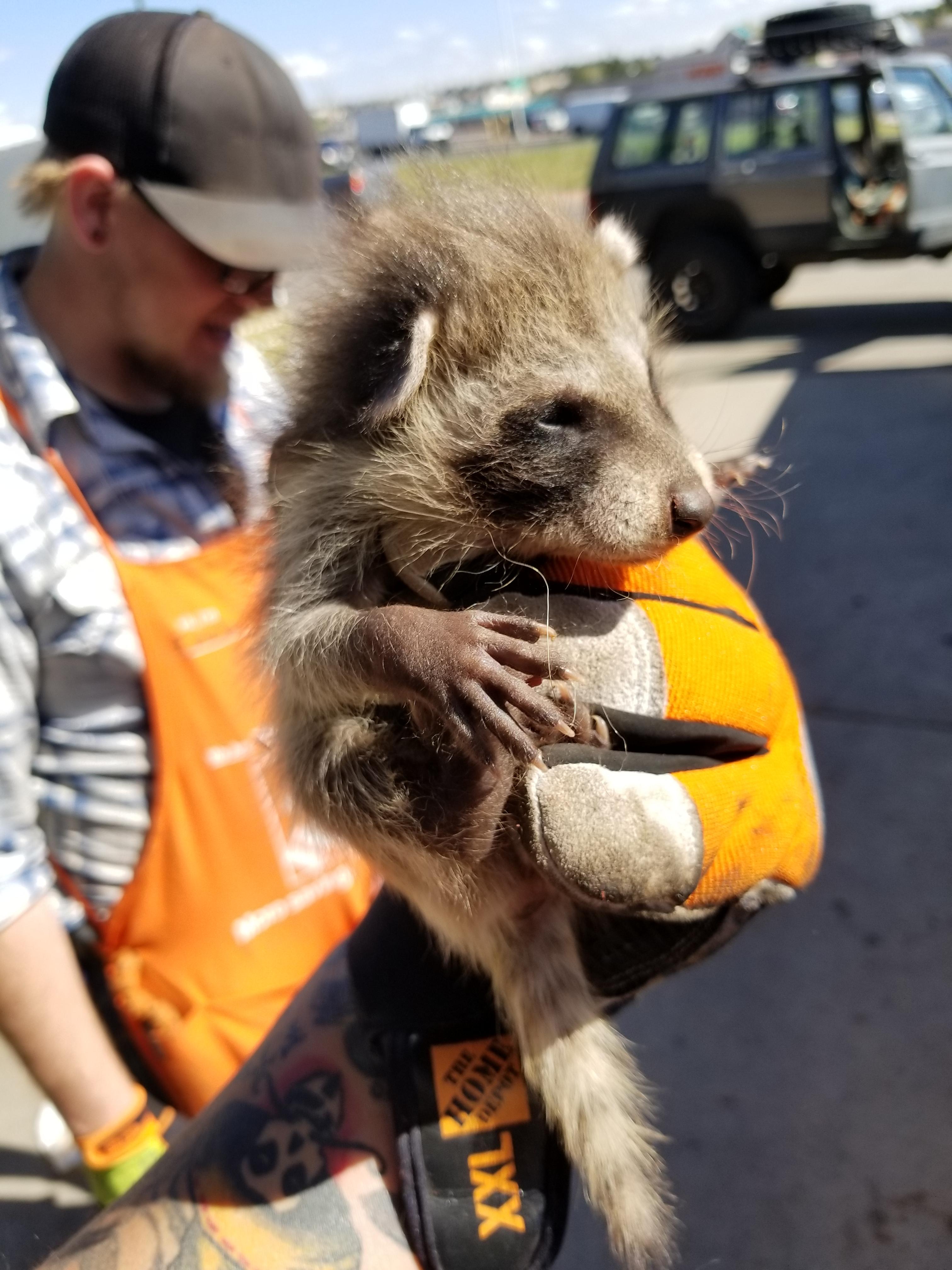 baby raccoon home depot