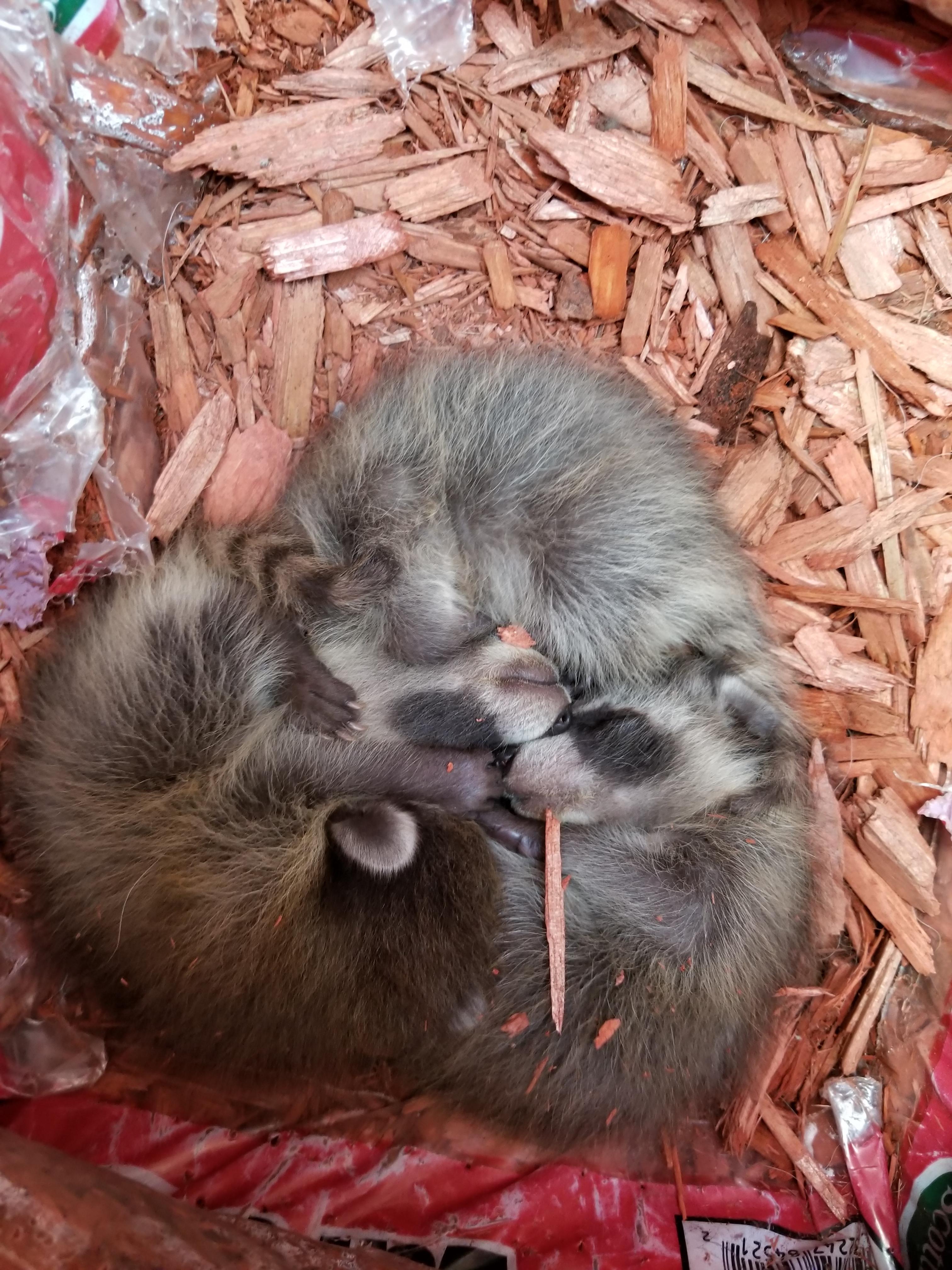 baby raccoons