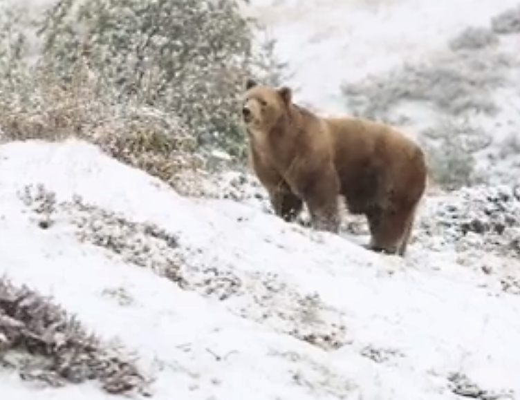 bear and snow