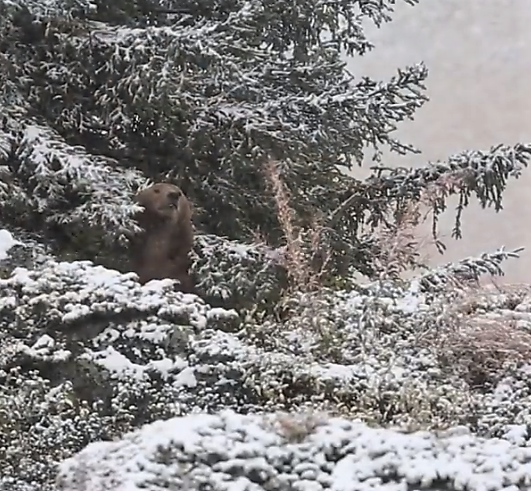 bear in tree