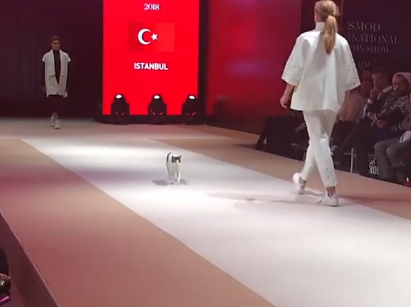 cat fashion show catwalk