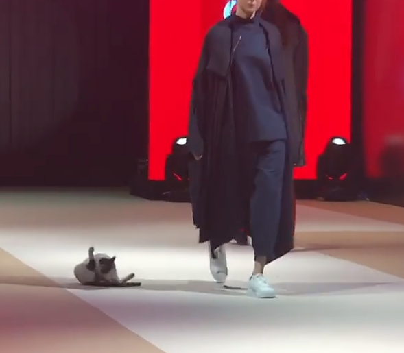 cat grooming fashion show
