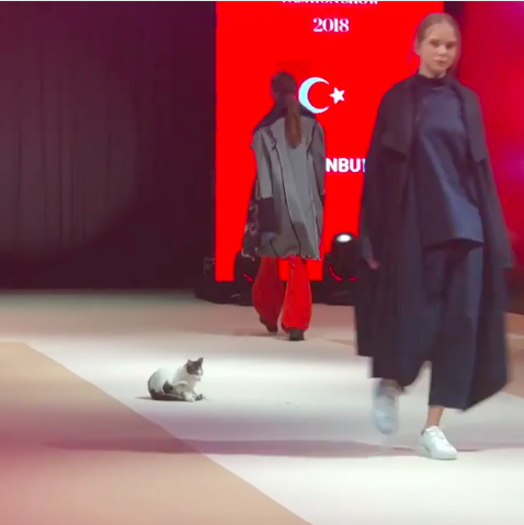 cat walk crash