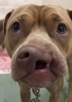 clefford cleft palate