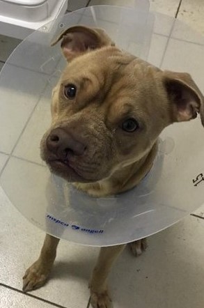clefford in cone