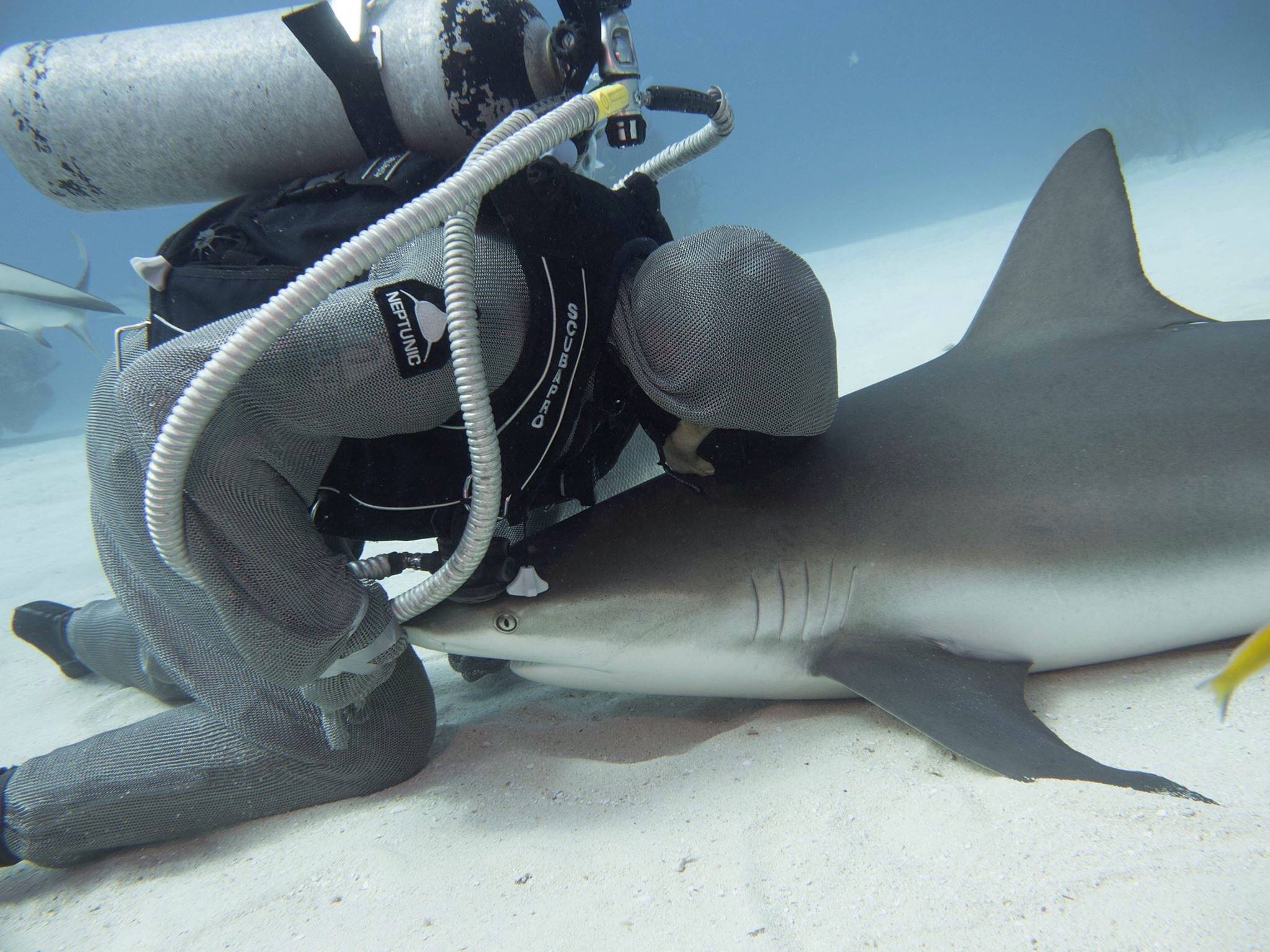 cristina zenato kisses shark