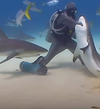 Watch amazing moment 'shark whisperer' Cristina Zenatothe puts hand inside  shark's mouth