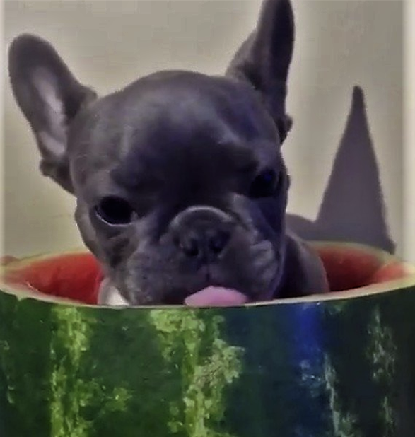 ferrari watermelon