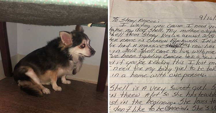 shell dog note