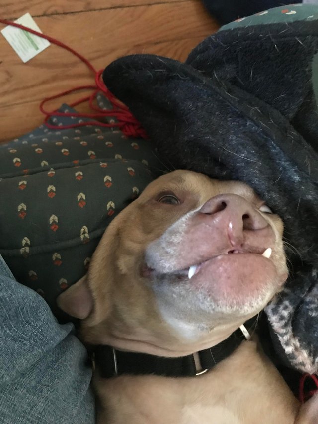 smiling clefford
