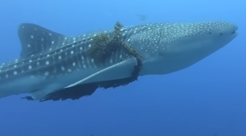 whale shark entangled