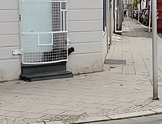 cat spots rat