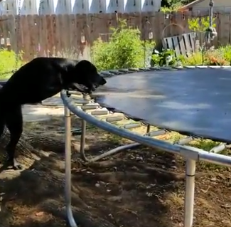 dog-and-trampoline