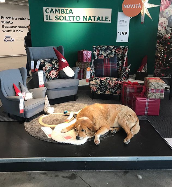 Ikea allow dogs top