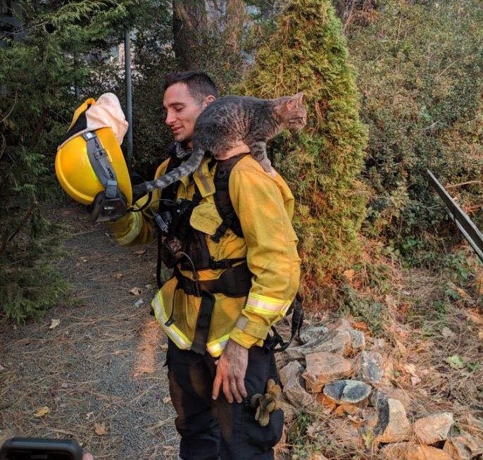 firefighter-shoulder-cat