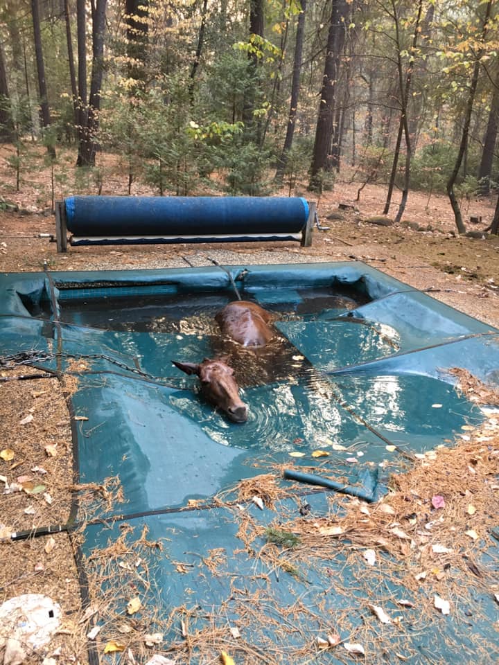 horse-trapped-in-pool
