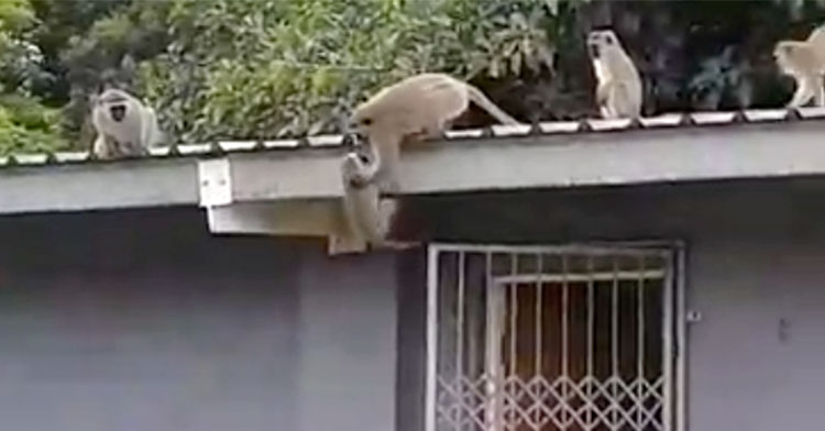 monkey reunion