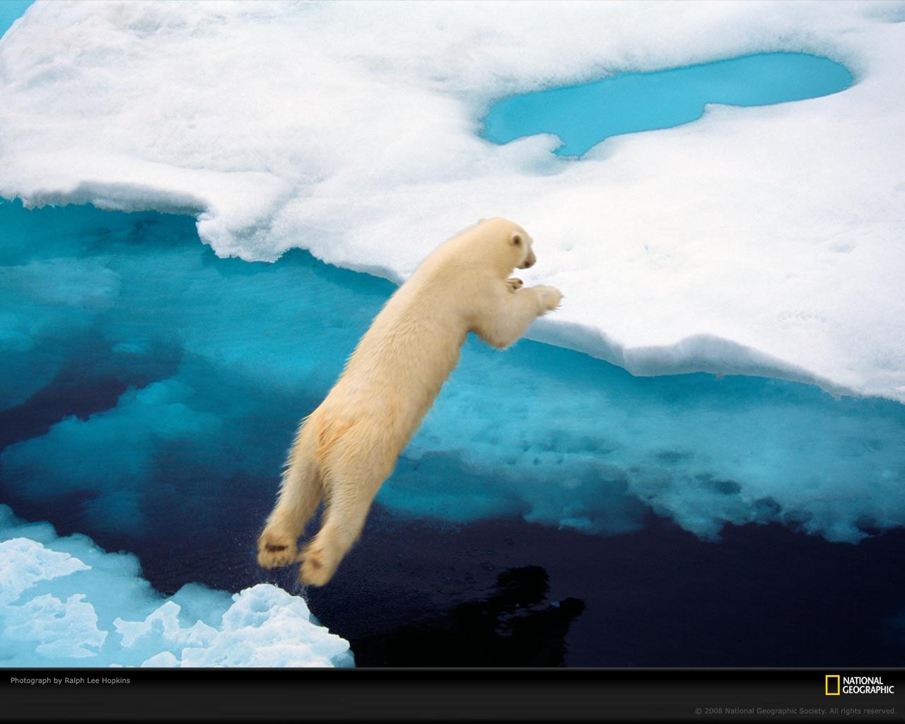 polar-bear-jumping