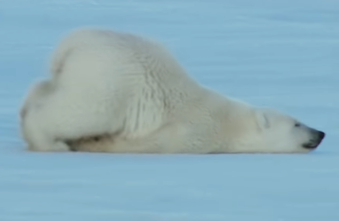 polar-bear-sliding