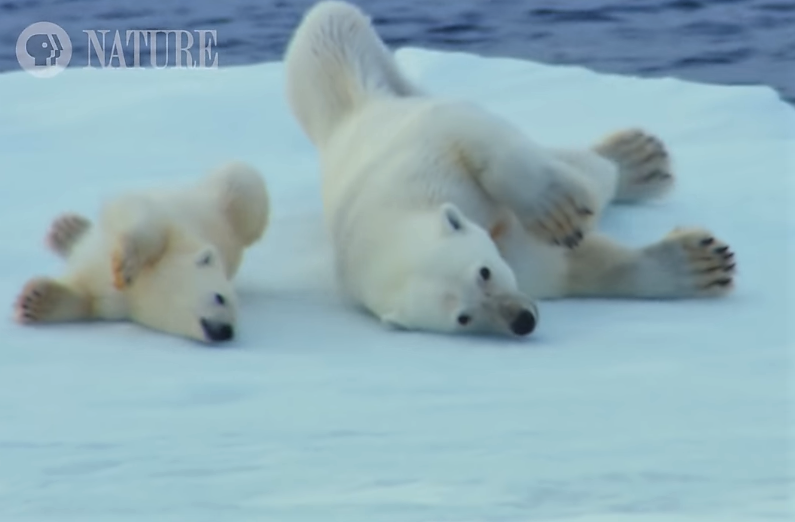 polar-bears-rolling