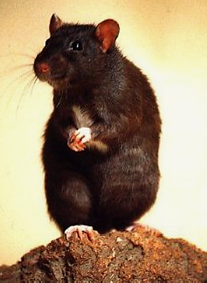 rat pinterest