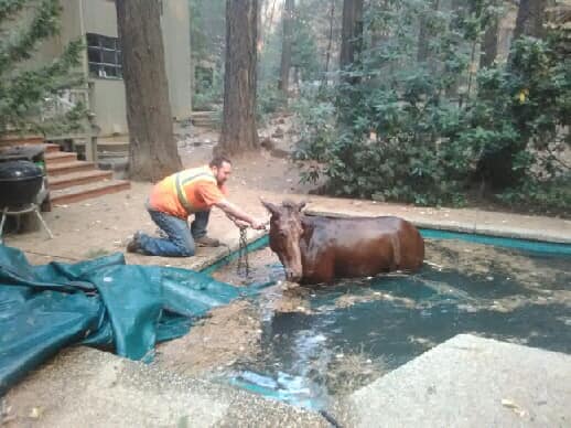 rescuers-and-horse