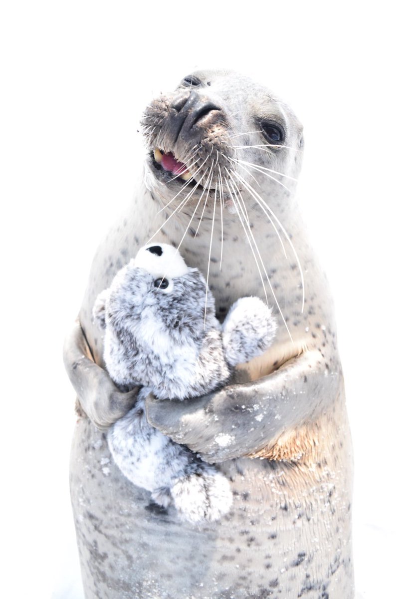 seal stuffed toy