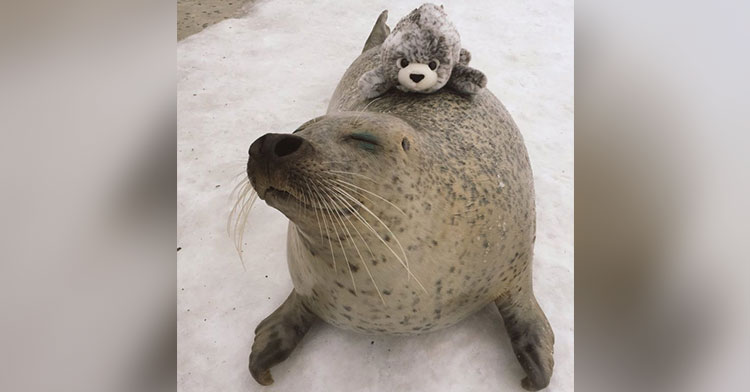 stuffed seal