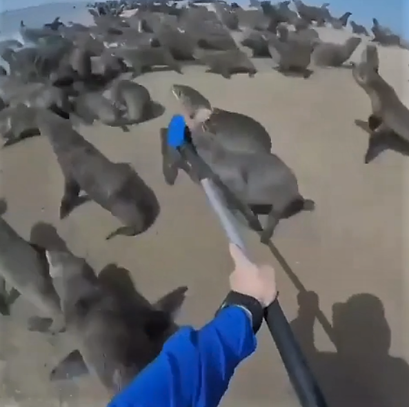 seals on beach