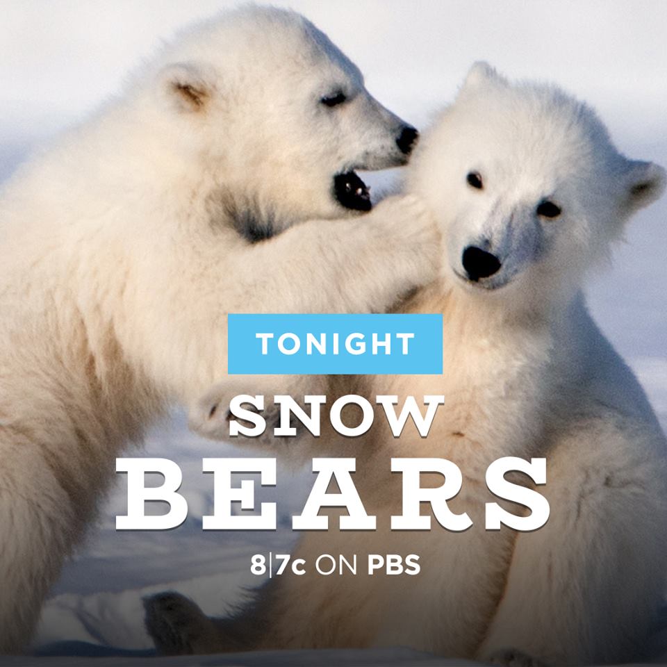 snow-bears-advertisement