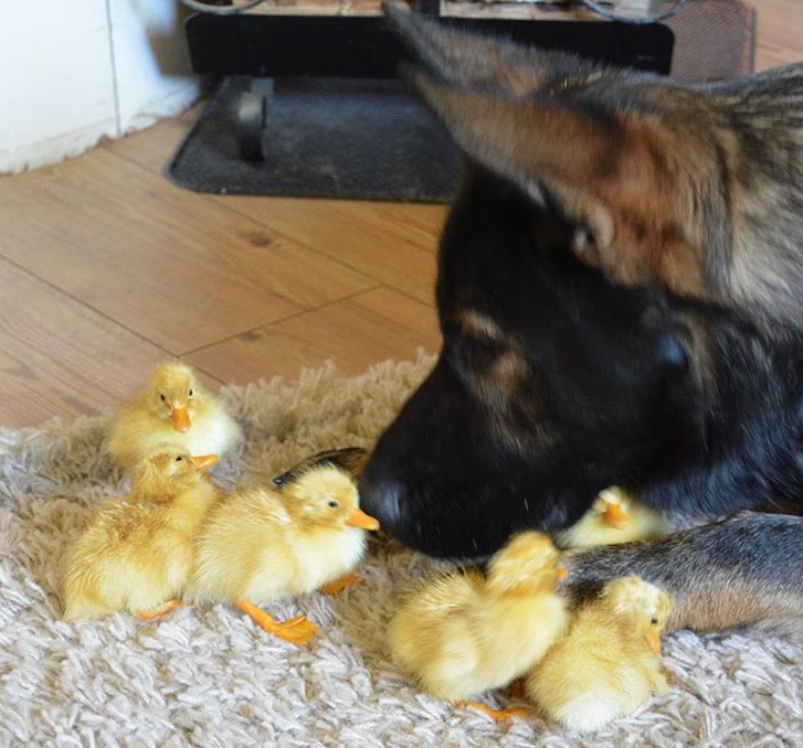 thorin baby ducks