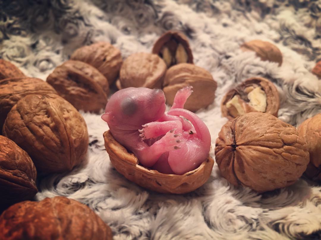 thumbelina-walnut-shell