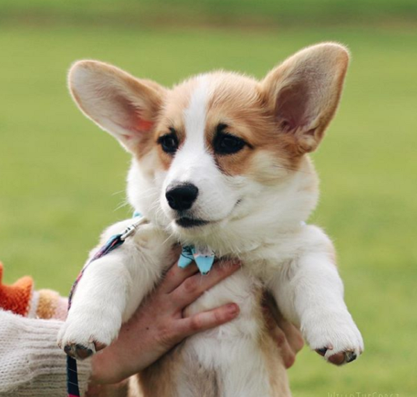 Willo shop the corgi