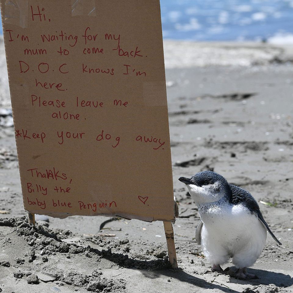 baby blue penguin