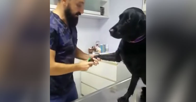 dog at vet