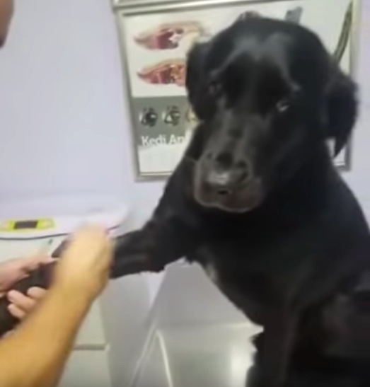 lab at vet