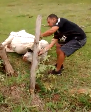 Motorists Save Cow Trapped In Barbed Wire — InspireMore